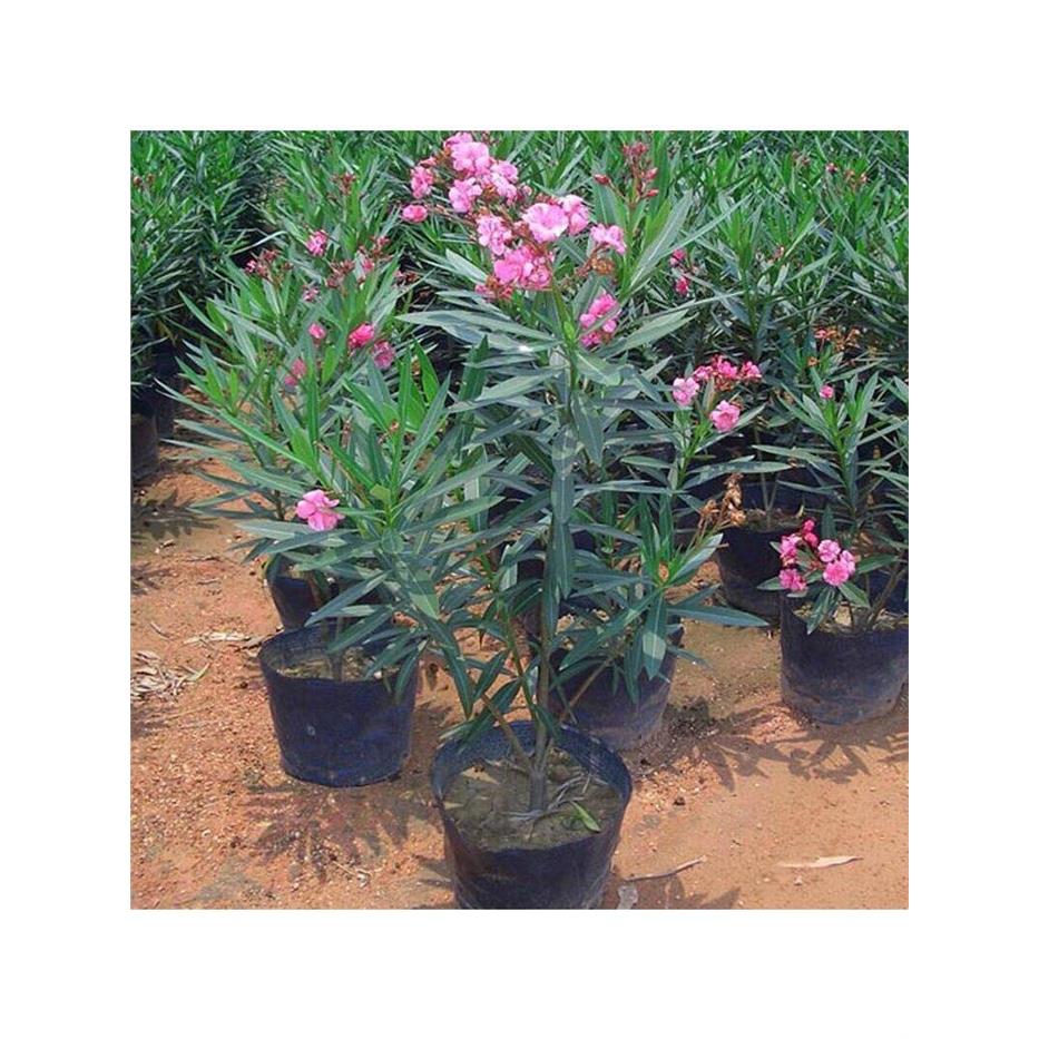 夹竹桃四季常青花盆栽半