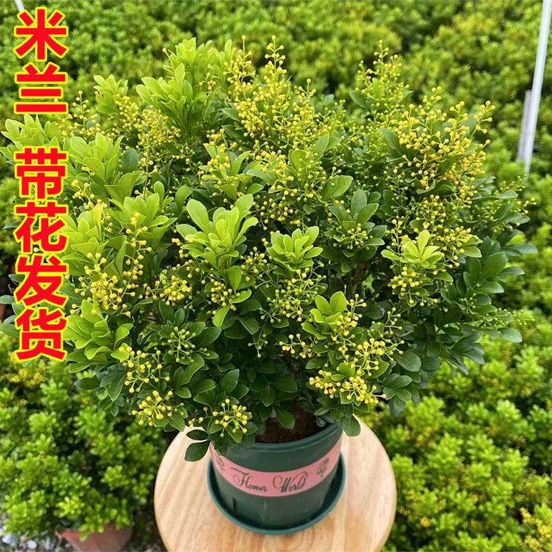 香水米兰花盆栽花卉植物图片