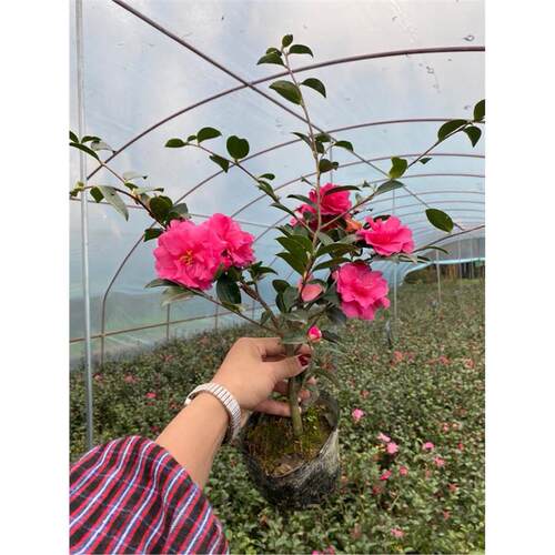 茶梅花盆栽树苗四季常青