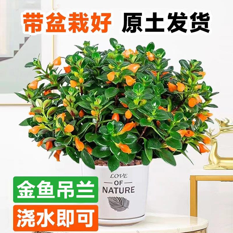 金鱼吊兰盆栽花卉绿植年
