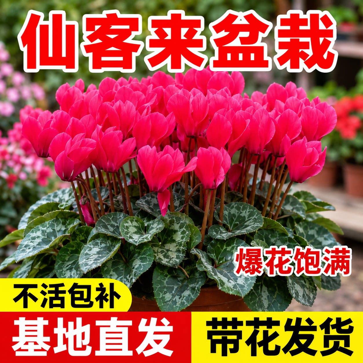 仙客来盆栽带花室内造景