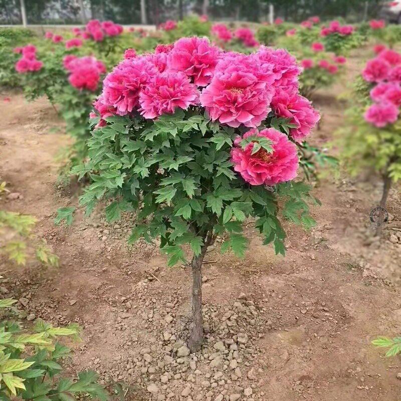 四季富贵牡丹苗观赏花卉