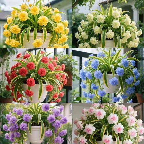 适合一年四季养的花懒人