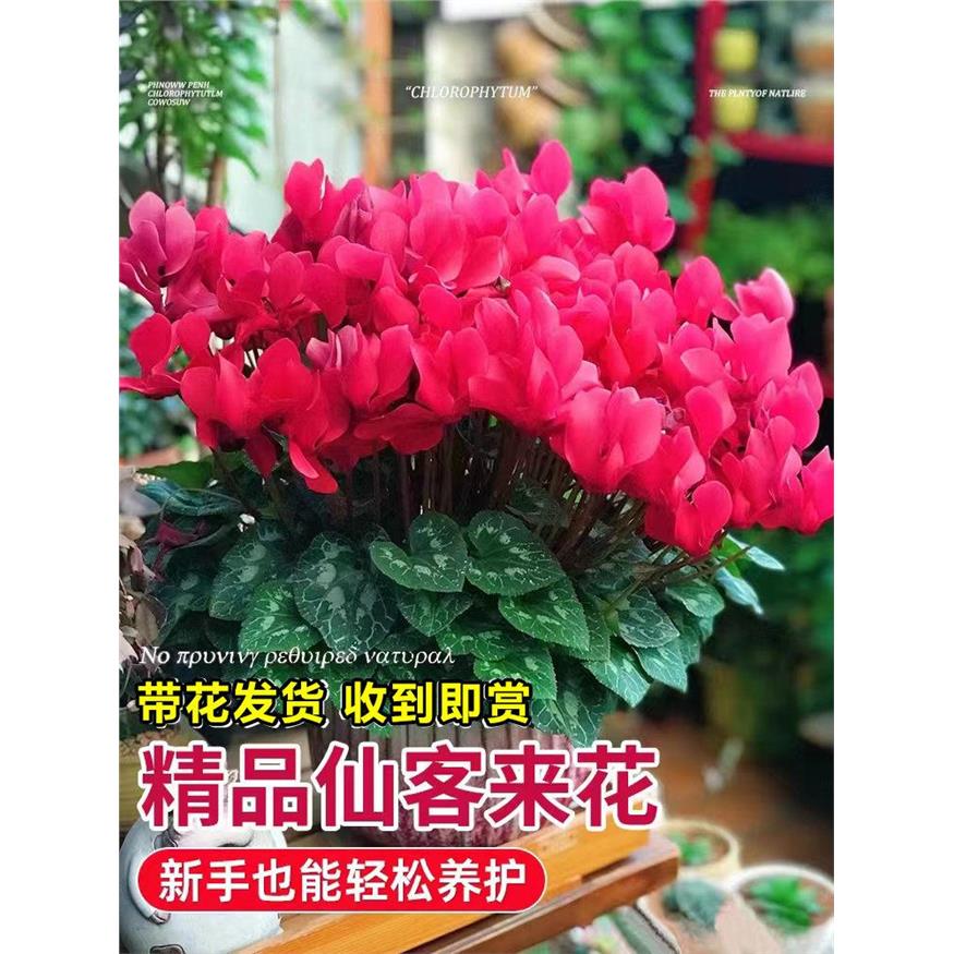 仙客来重瓣仙鹤来大花苗