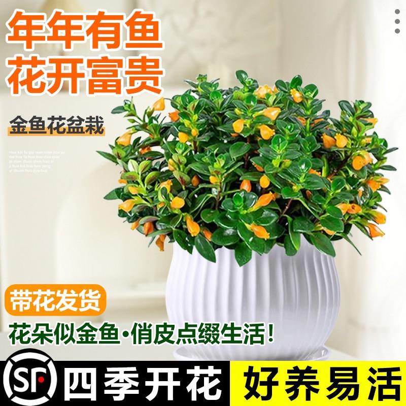 金鱼吊兰盆栽四季观花植