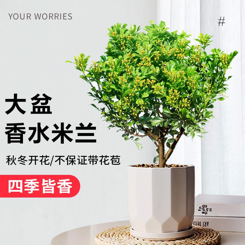 香水米兰花植物室内室外
