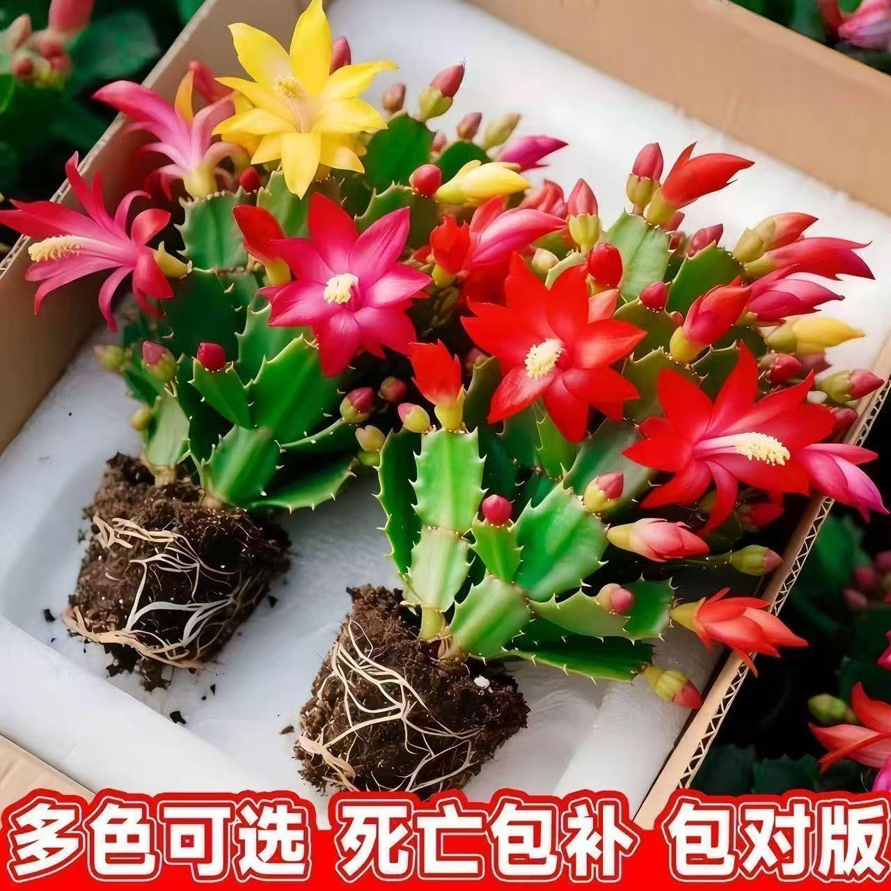新品重瓣蟹爪兰盆栽带花