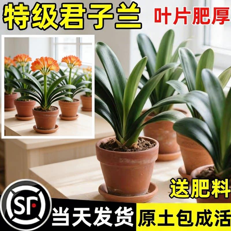 君子兰盆栽夏季带花四季