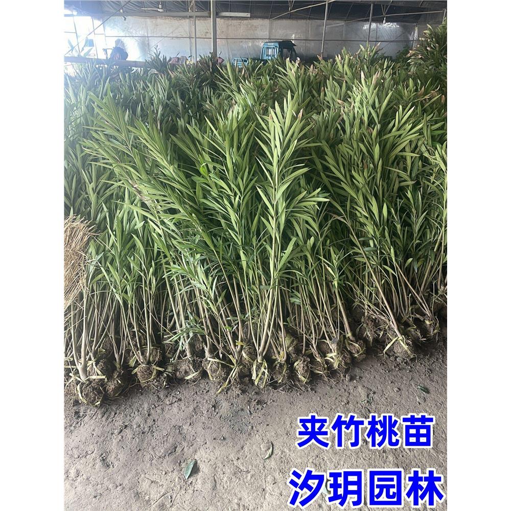 夹竹桃树苗盆栽绿化苗木