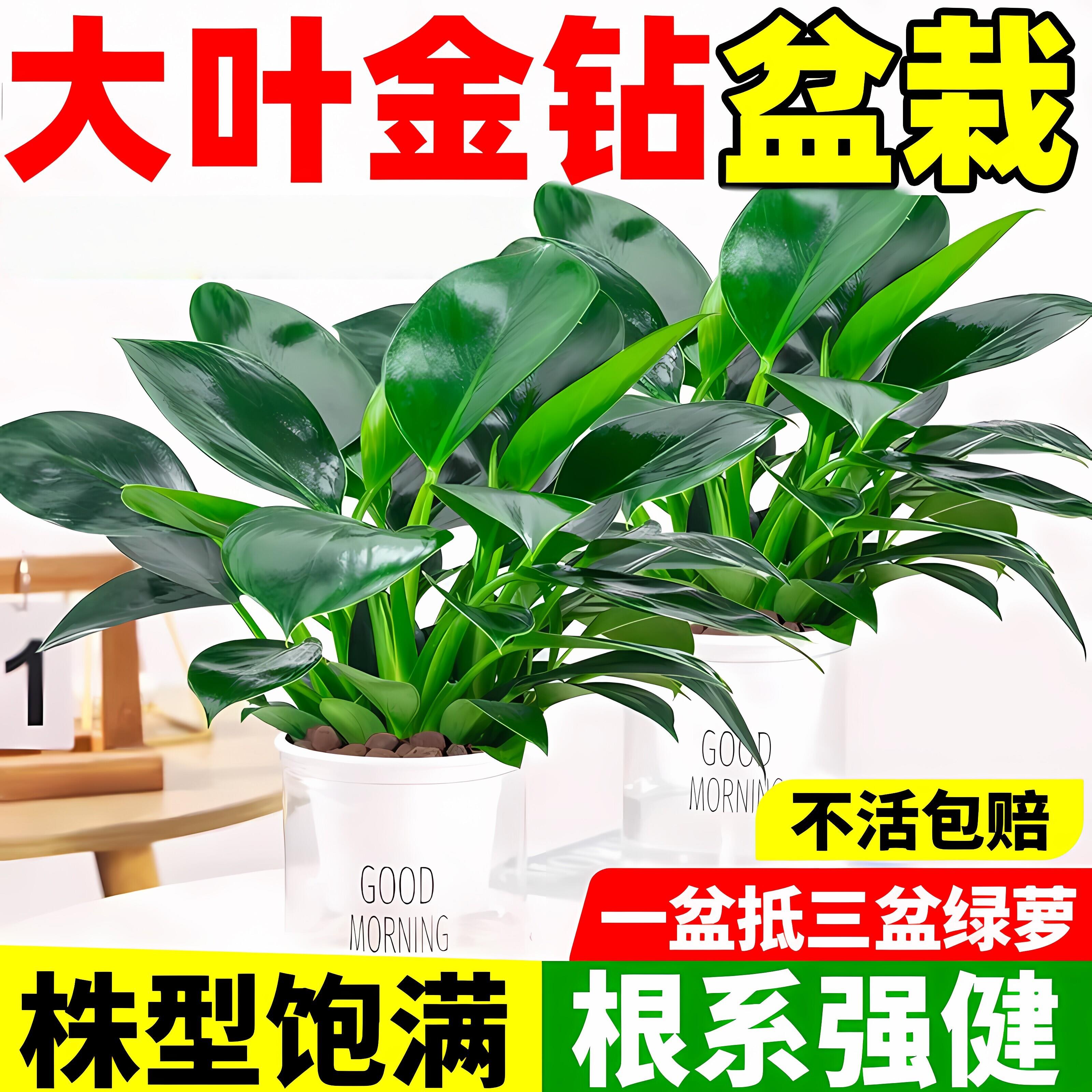 【吸甲醛植物】大叶金钻图片