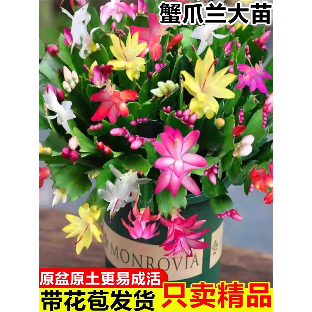蟹爪兰盆栽带花苞花苗老