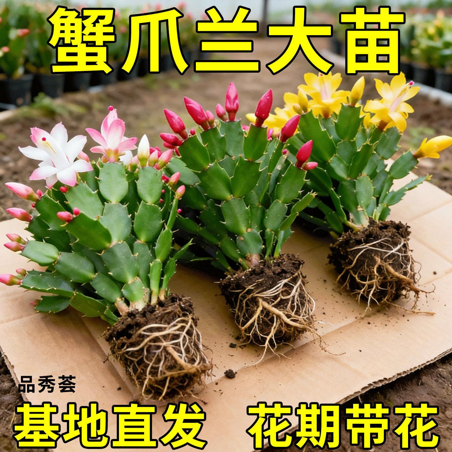 新品蟹爪兰花苗盆栽带花