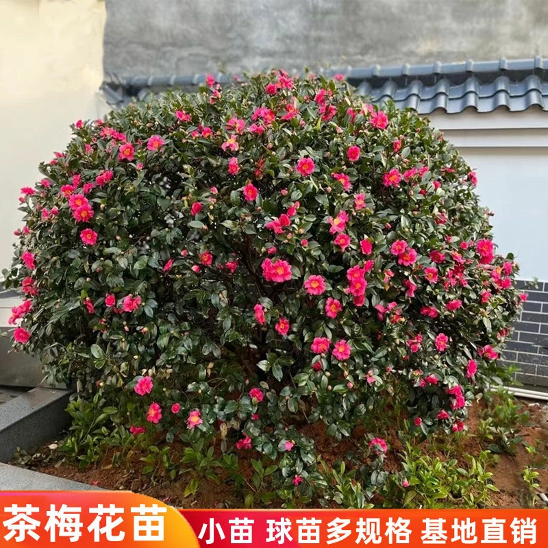 茶梅花苗树苗茶梅球茶花盆栽冬茶梅盆栽四季带花苞庭院耐寒带花苞