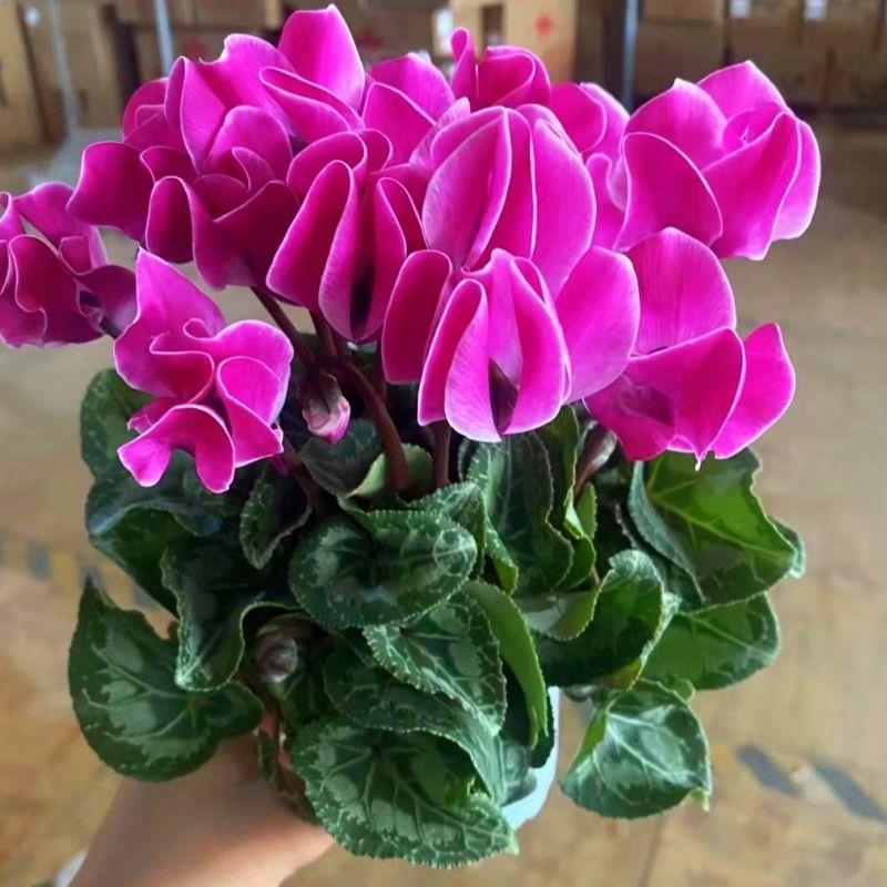 仙客来盆栽带花苞室内花