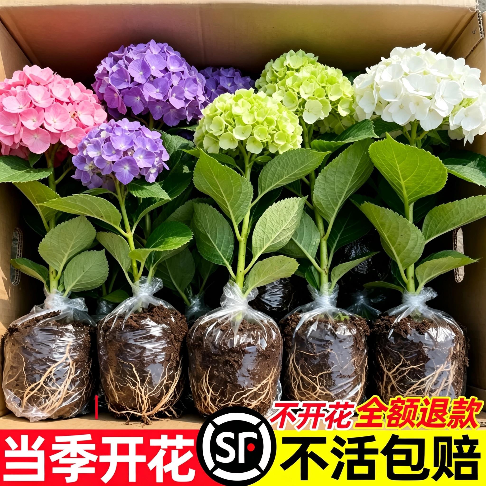 绣球花苗盆栽四季好养无