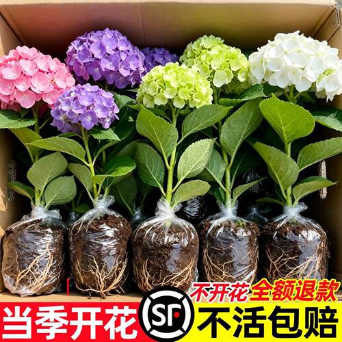 绣球花苗盆栽四季好养无