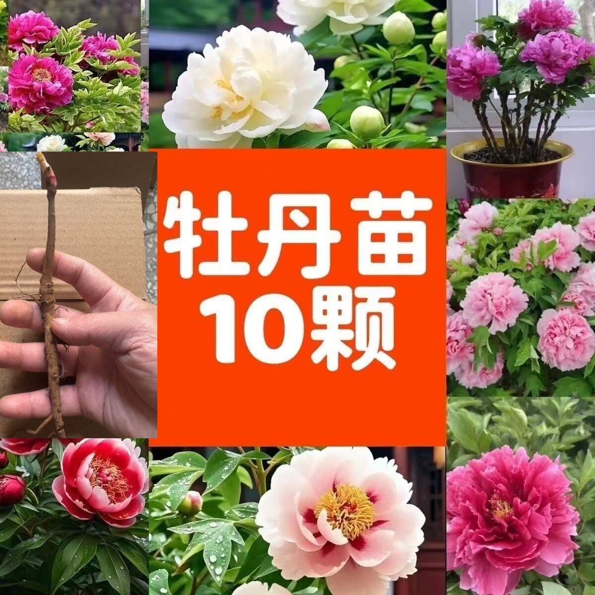 牡丹花苗盆栽重瓣大花春