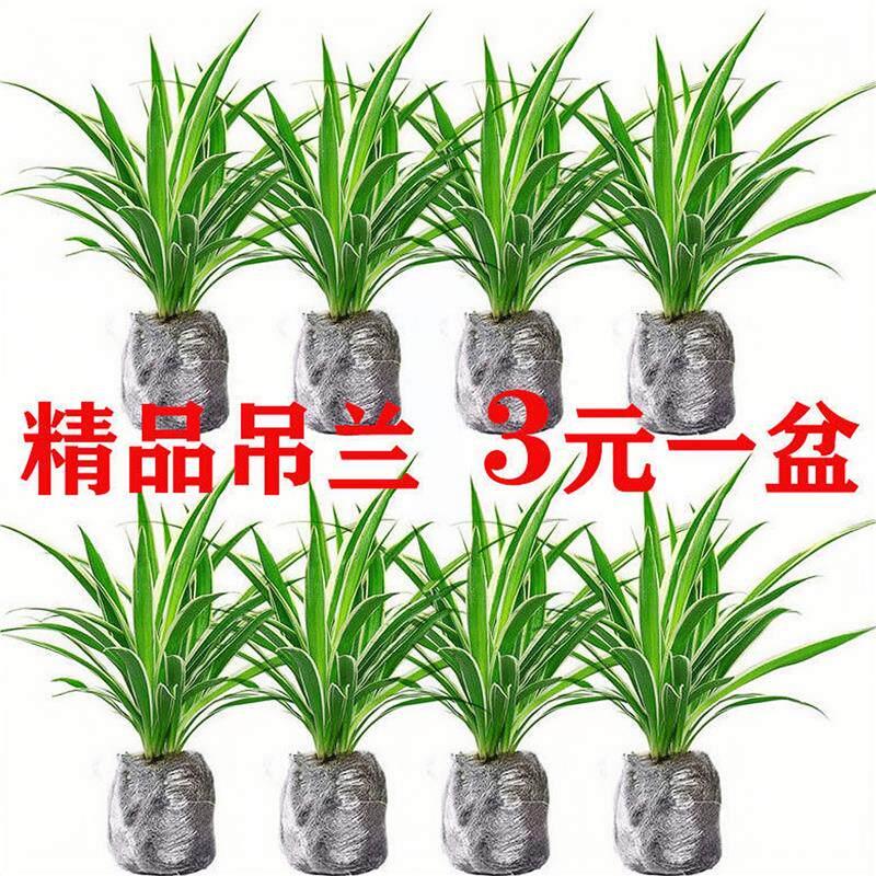 金边吊兰去甲醛植物四季