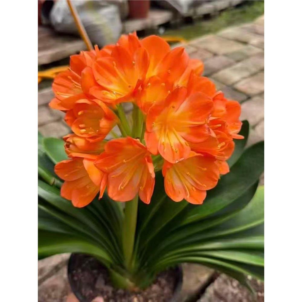 精品君子兰盆栽带花苞客