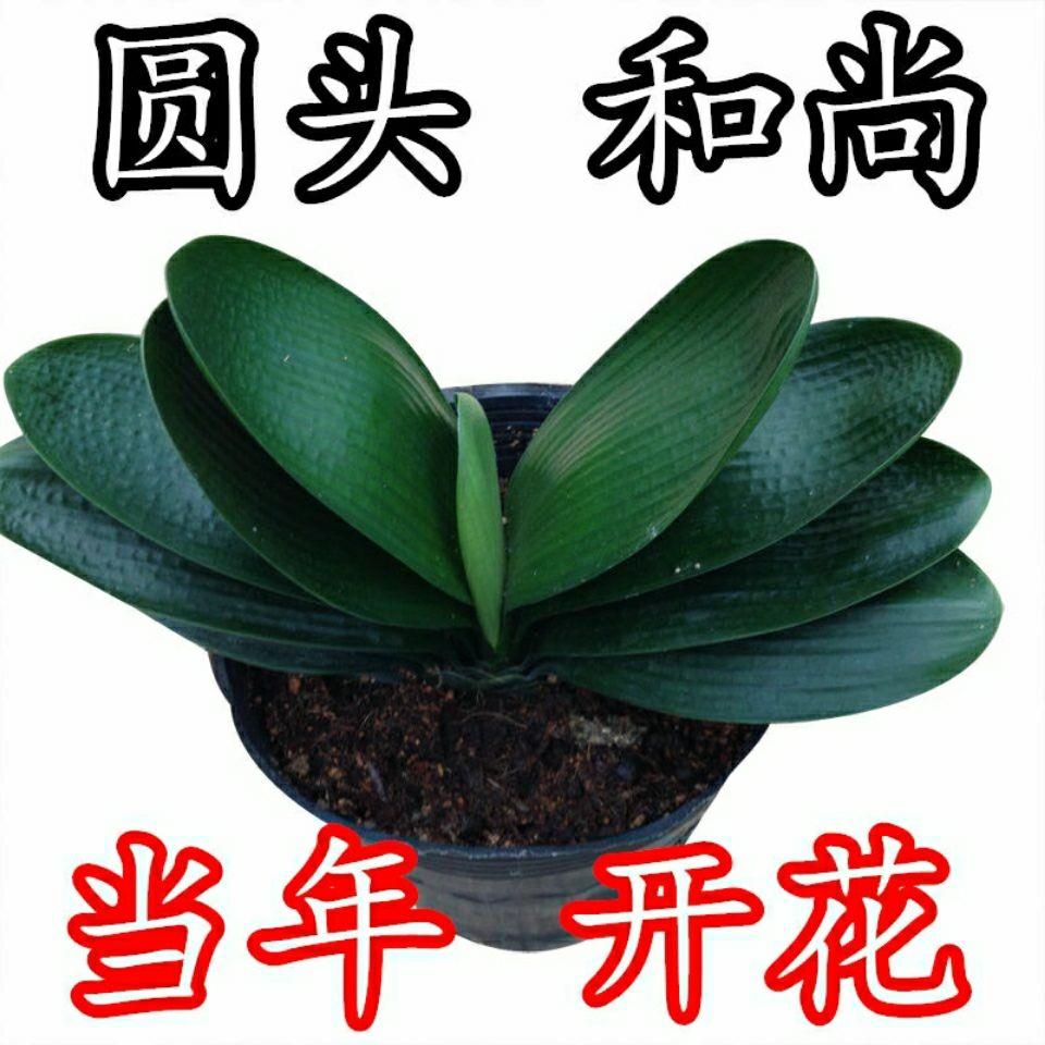 【包成活当年开花】君子
