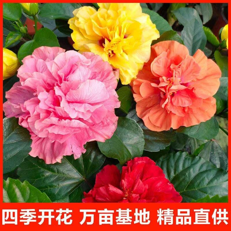 庭院新宠多色嫁接木槿花