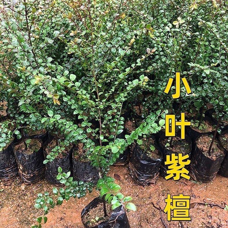 小叶紫檀树苗名贵苗木正