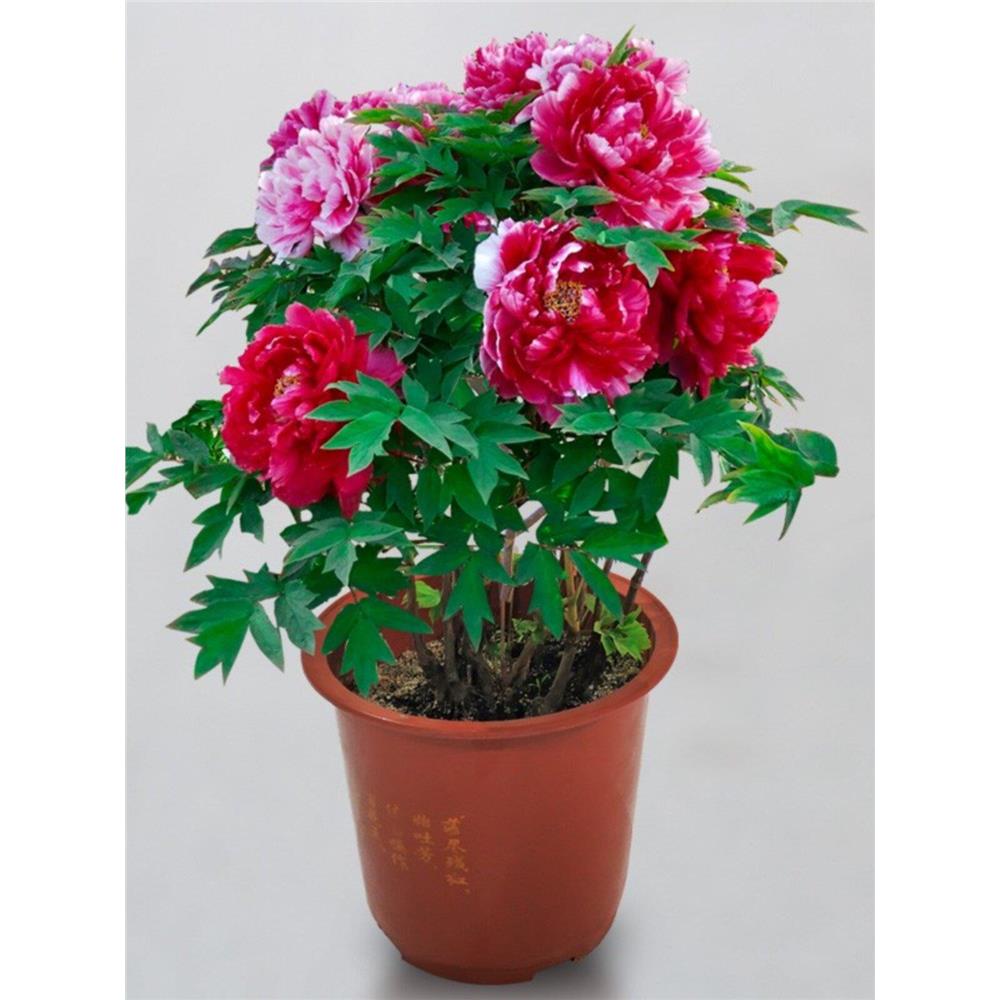 家居庭院花灌木牡丹花苗