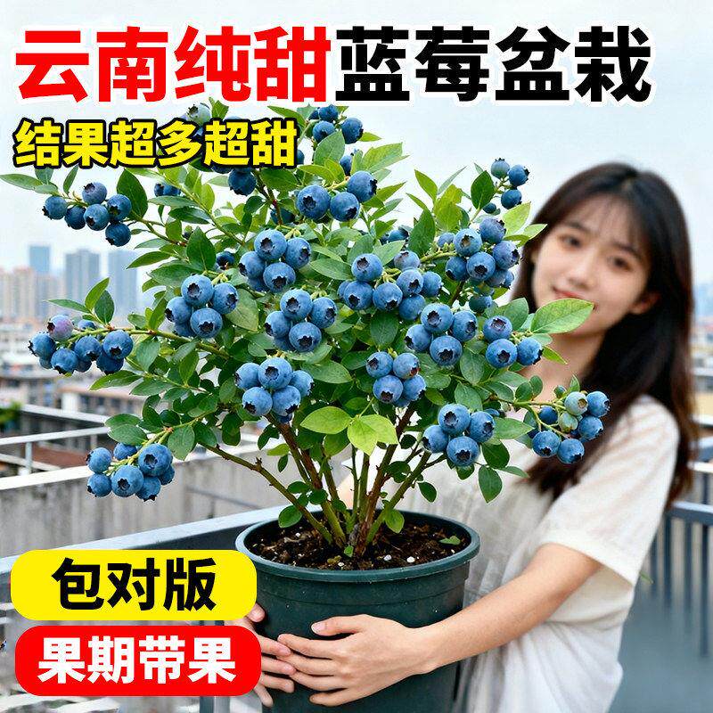 云南蓝莓盆栽果树苗矮化