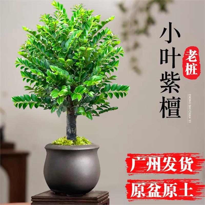 小叶紫檀盆景老桩植物树