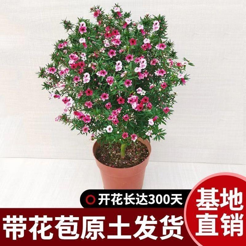 澳洲松红梅一树多色耐寒