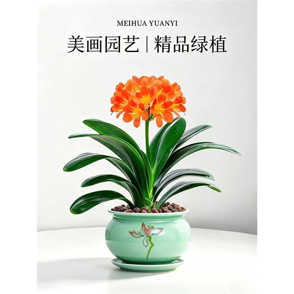 君子兰盆栽元宝开花植物