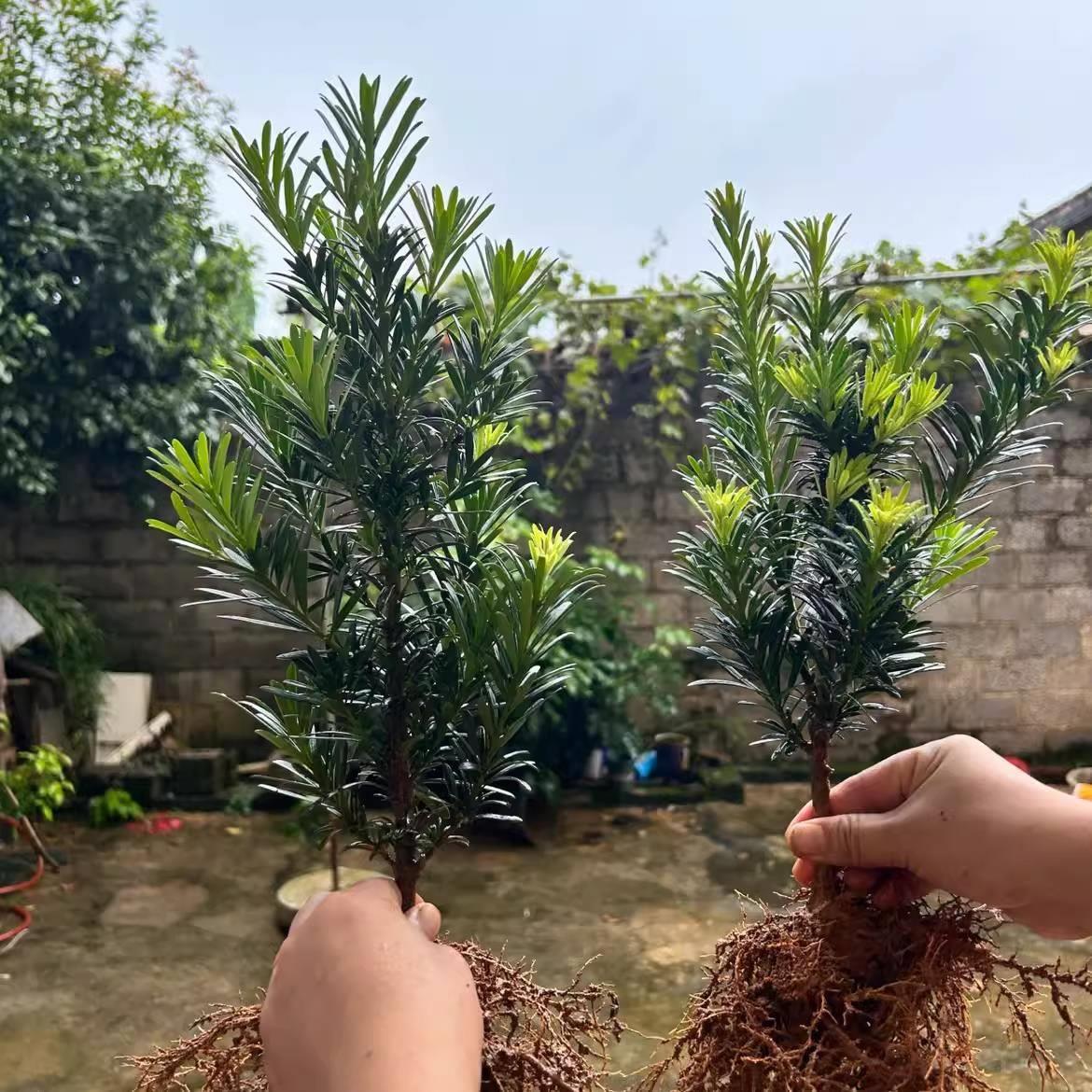 小叶罗汉松雀舌台湾树苗