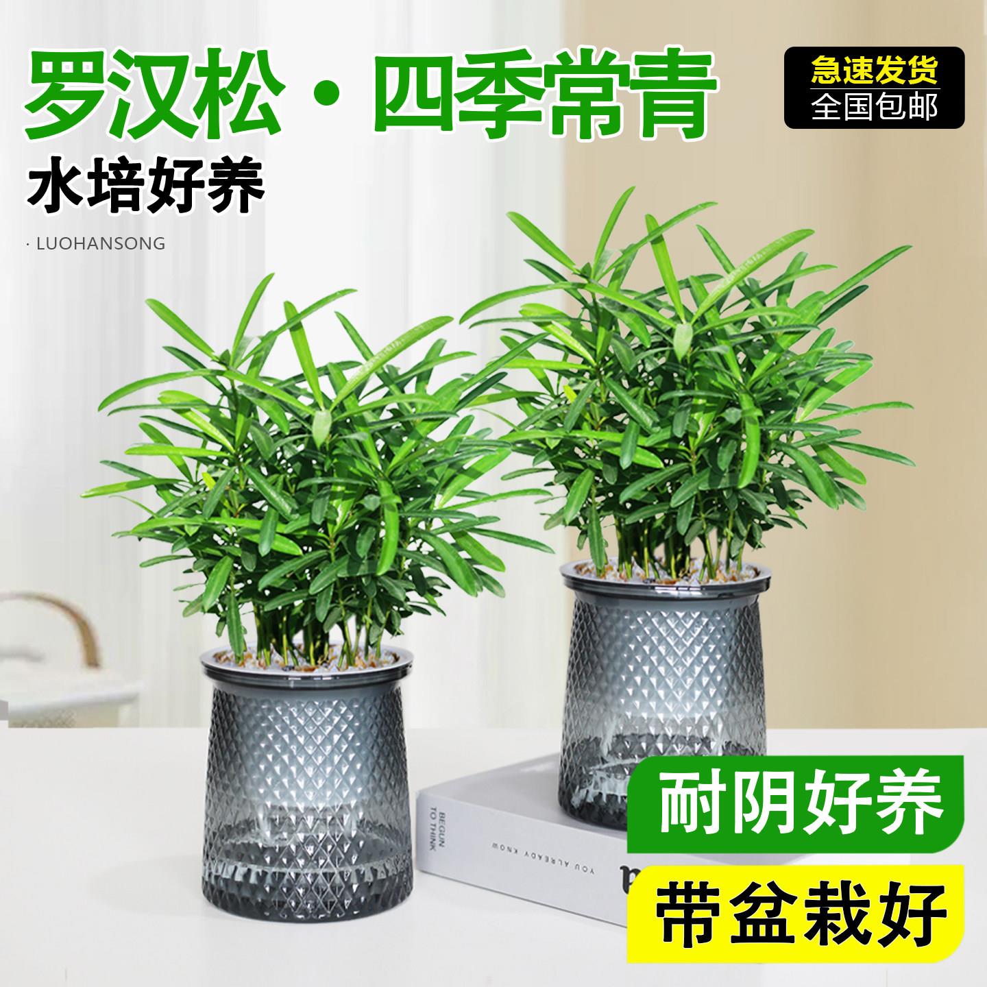 罗汉松盆栽米叶造型净化