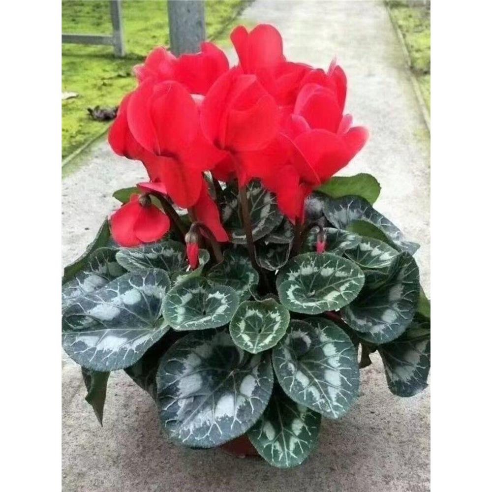 仙客来花卉盆栽带花苞室