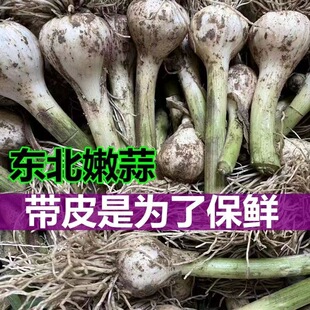 东北新鲜青蒜咸蒜糖醋蒜大蒜嫩蒜白皮蒜马牙子蒜湿蒜带皮带须现挖