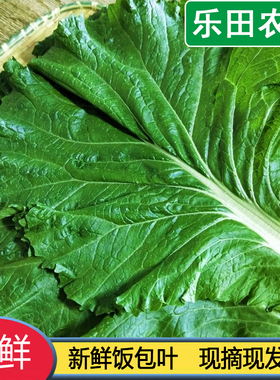 打饭包菜叶东北大白菜叶子即食菜叶蔬菜白菜叶饭包新鲜现摘包邮