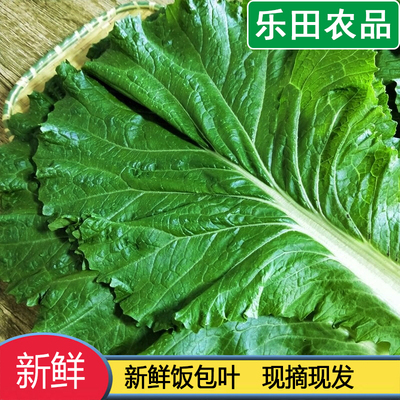 打饭包菜叶东北大白菜即食现摘