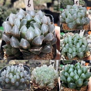 实生玉露B 优选一物一拍十二卷多肉植物带盆带土发货9月6日更新