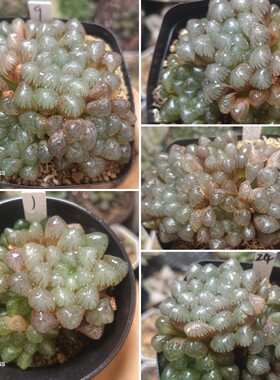 群生紫镜玉露 优选一物一拍十二卷多肉植物带盆土发货6月1日更新