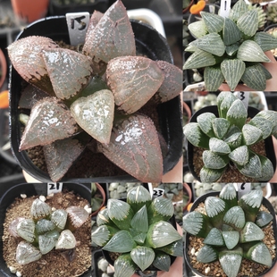 5号实生寿，克优选一物一拍十二卷多肉植物带盆土发货11月26日更