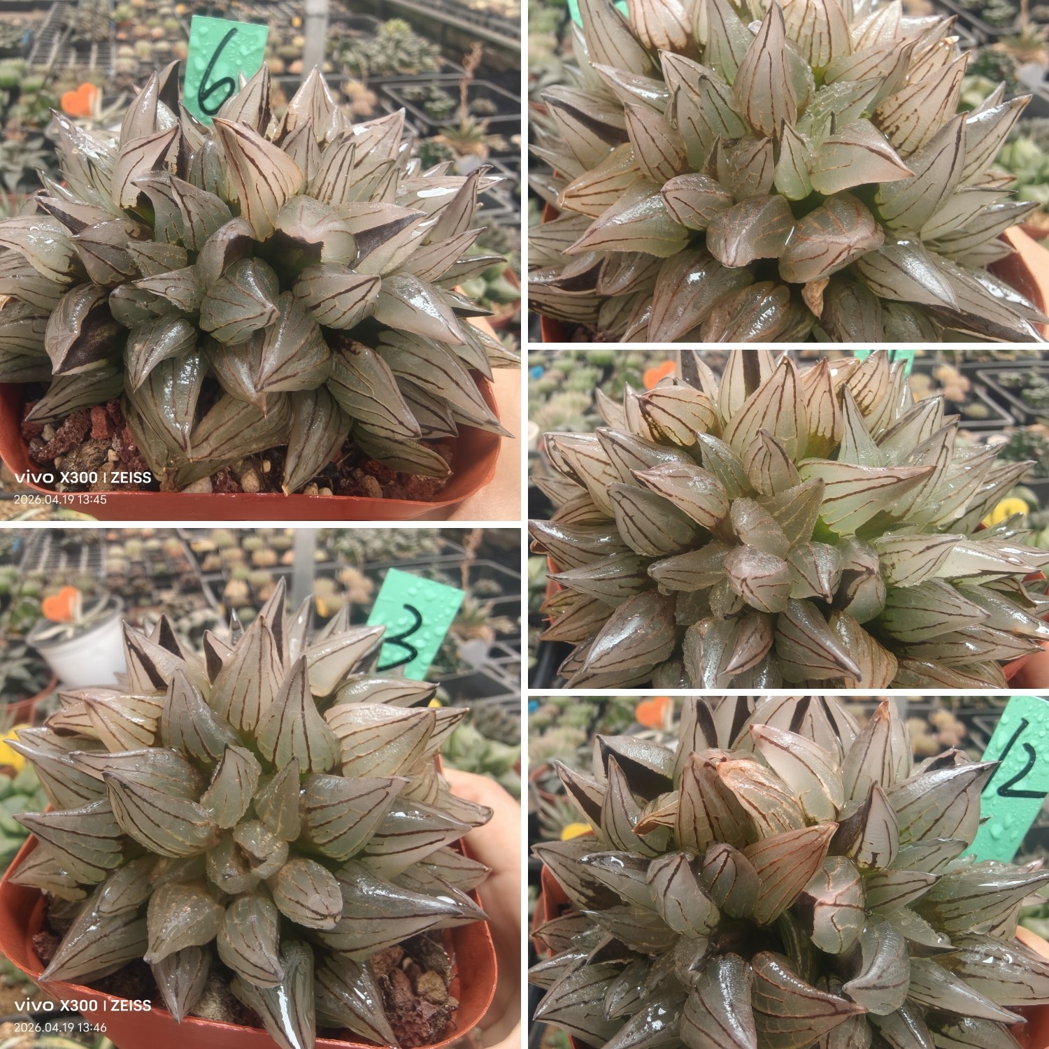 西瓜寿群背窗三杰之一一物一拍十二卷多肉植物带盆发货4月19日更