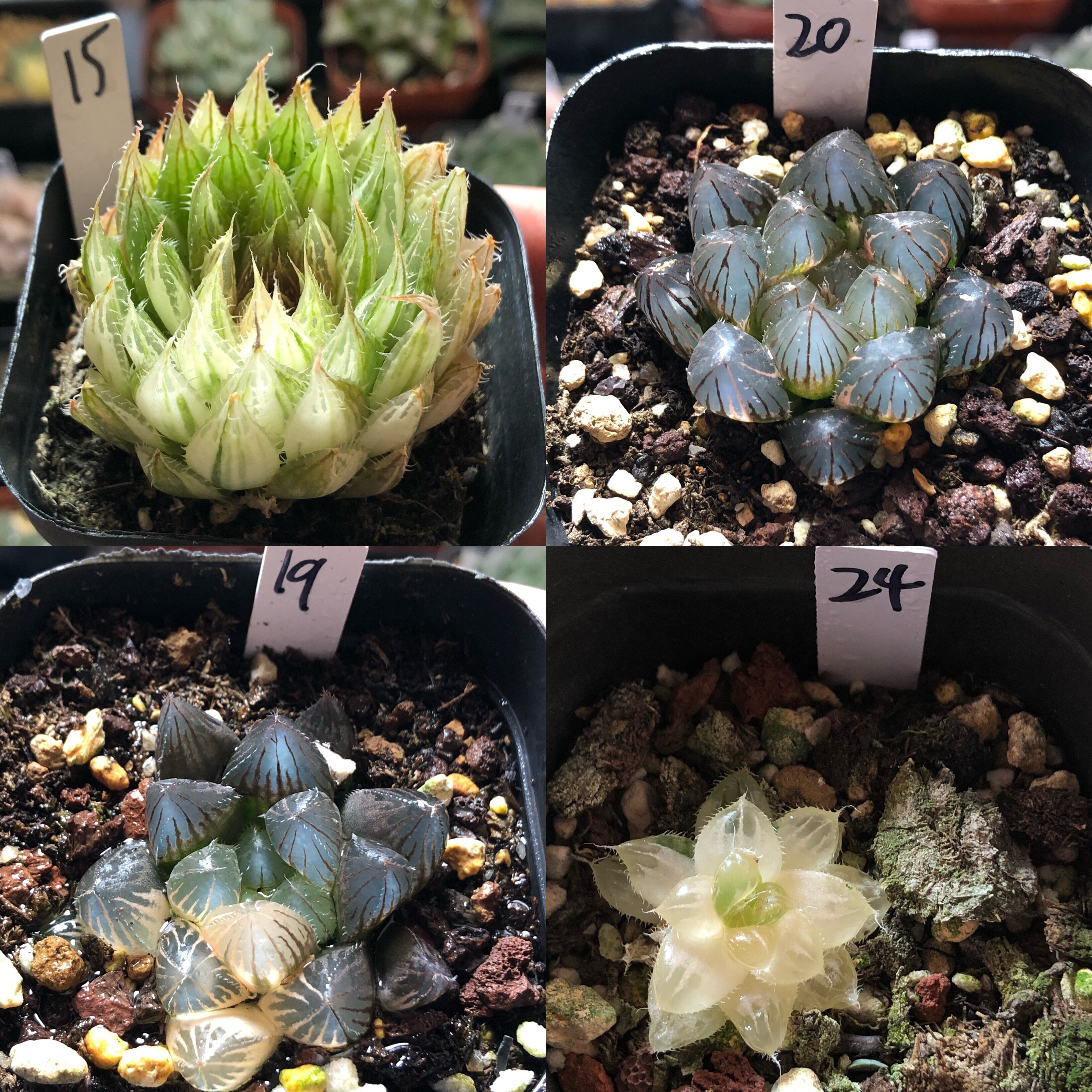 7号福利玉露玉扇万象寿十二卷多多肉植物