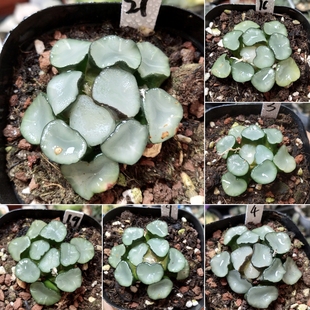 空门万象大窗头窗一物一拍十二卷多肉植物带盆土发货10月2日更新