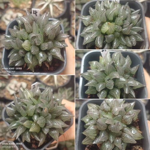 背窗三杰之一西瓜寿群一物一拍十二卷多肉植物带盆土发货7月26号