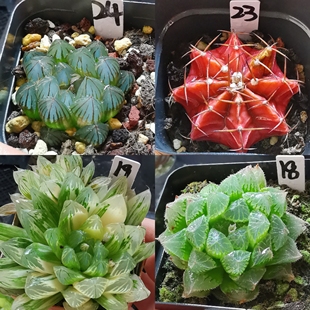 壽一物一拍帶盆帶土發(fā)貨十二卷多肉植物3月18日更 52號(hào)福利玉露