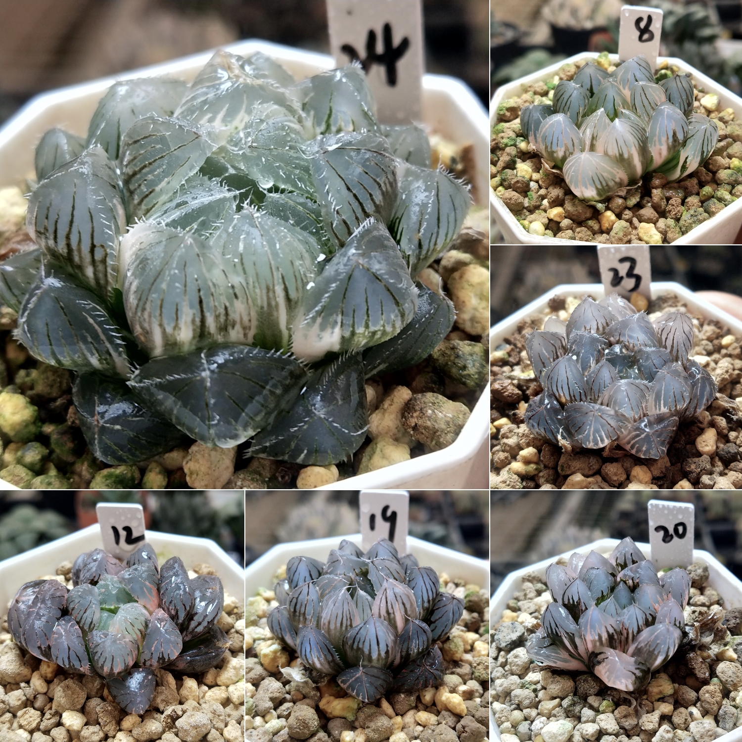 11号玉露锦合集一物一拍十二卷多肉植物带盆带土发货11月2日更新