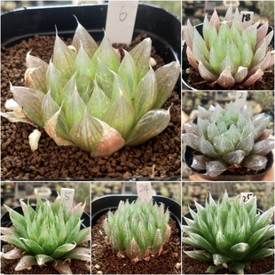 5号实生原始种玉露一物一拍十二卷多肉植物(脱土发货)7月26日更新