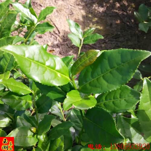 安溪特产高山生态兰花