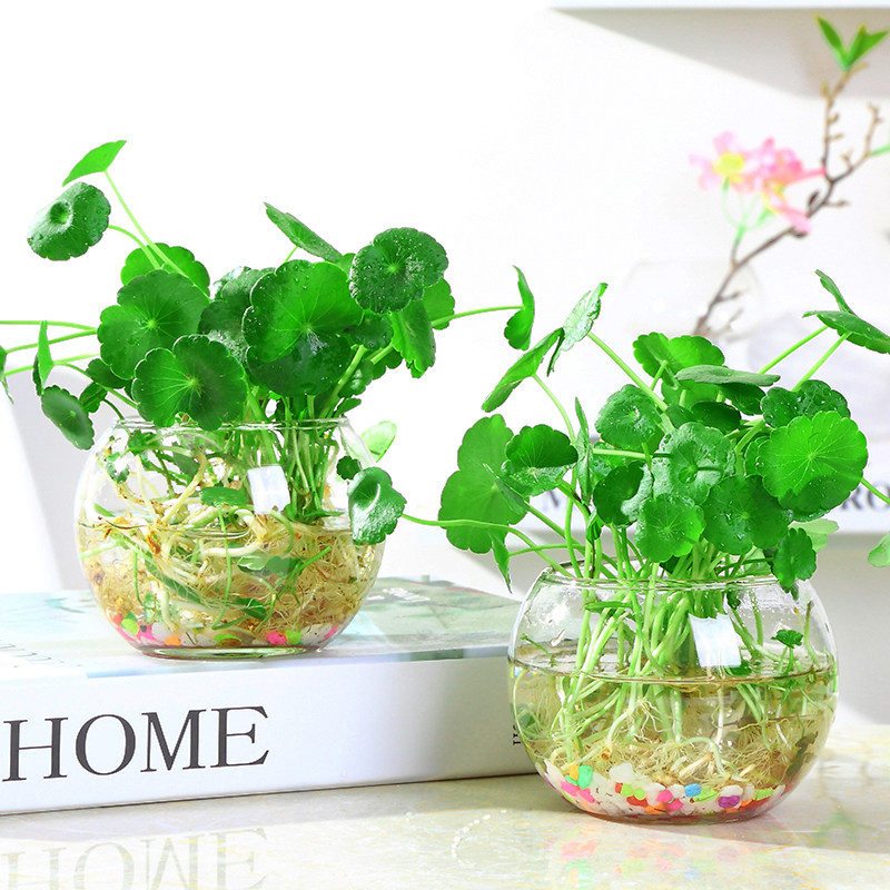室内盆栽铜钱草根水培植物盆栽花卉绿植水养植物绿萝吊兰净化空气