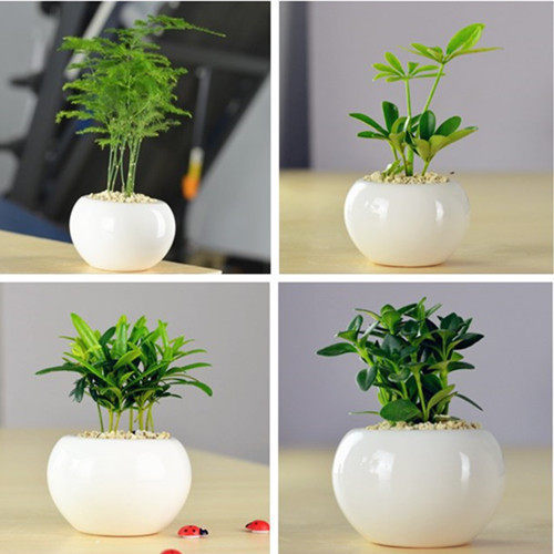 盆栽花卉小盆栽文竹办公桌面迷你